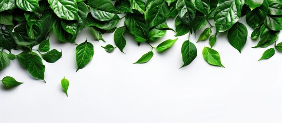 Wall Mural - Top view of lush green leaves against a white backdrop with ample copy space image