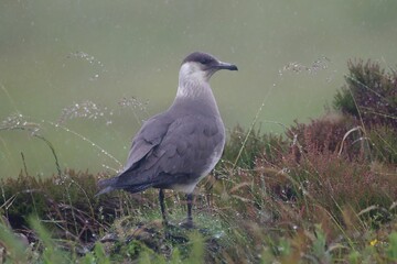 Wall Mural - Close-up of an Arctic skua perched on the ground surrounded by wet grass. Handa Island, Scotland