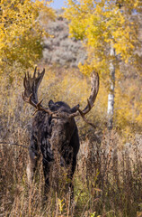 Wall Mural - Shiras Moose Bull During the Rut in Autumn in Wyoming