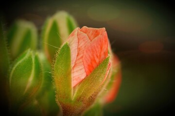 Wall Mural - Pelargonium (geranium) bud in front of a blurred background.