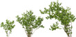 © Mathias Weil - shrub salix wallichiana - andersson hq arch viz cutout plant