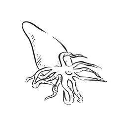 Wall Mural - A line drawn squid, drawn by hand in a sketch style. Vectorised for a variety of uses including restaurant menus and logos.