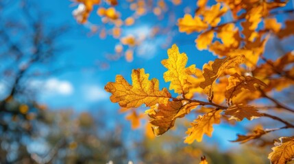 Poster - The Autumn Oak Leaves