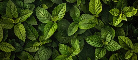 Wall Mural - Green leaves create a natural backdrop with a textured pattern providing a pleasing copy space image
