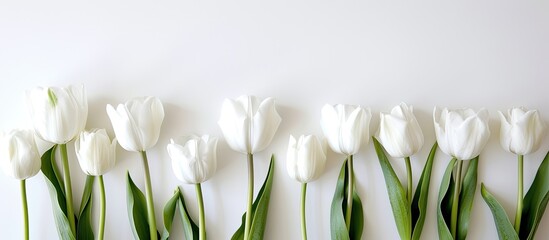 Sticker - White tulips on a white backdrop allowing for copy space image