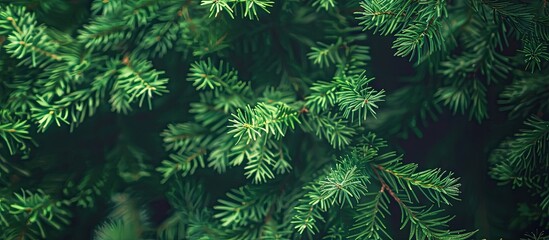 Poster - Green thuja tree branches and leaves provide a natural background with a vintage tone and processing ideal for use as a copy space image