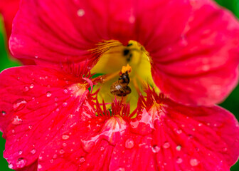 beautiful summer flower on blurred natural background, close-up view