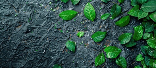 Wall Mural - top view of green leaves on a paved surface with a flat lay style and copy space image available