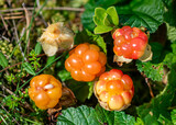 view of delicious juicy bog berries, yellow brambles, Rubus chamaemorus, on a bog