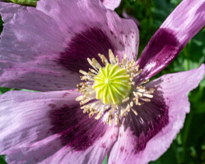 beautiful poppy on blurred natural background, close-up view