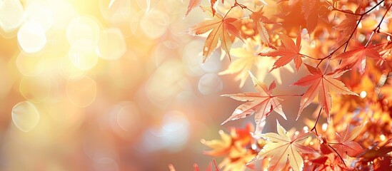 Sticker - autumn maple leaves glowing in the sunlight with an attractive copy space image