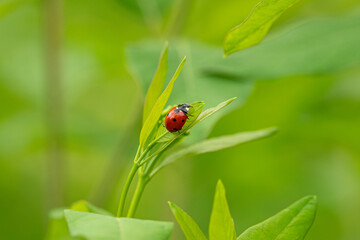 Ladybug on Plant