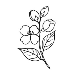 Wall Mural - Flower of jasmine. Hand drawn vector illustration in outline style.