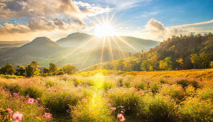 Wall Mural - The blooming flowers are beautiful the field of colors. Daisy field on a clear day Daisies come in white and yellow. and surrounded by green grass surrounded by green nature and shining sun