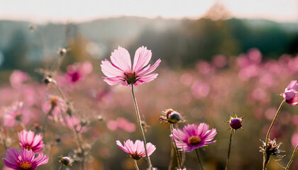 Wall Mural - Summer flower bright autumn flora nature pink spring water blossom closeup plant