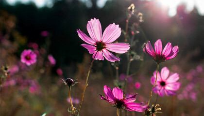 Wall Mural - Summer flower bright autumn flora nature pink spring water blossom closeup plant