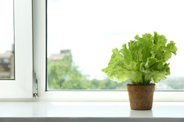 Wall Mural - Lettuce growing in peat pot on window sill. Space for text