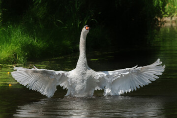 Wall Mural - An adult male mute swan (Cygnus olor) shakes water from his wings after swimming