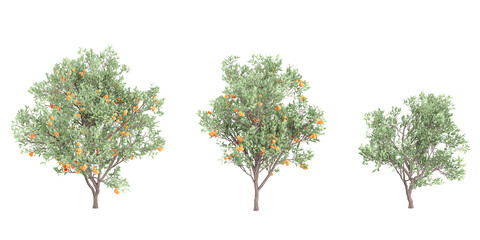 Wall Mural -  Citrus reticulata trees on transparent background, for illustration, digital composition, and architecture visualization