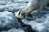 Close-up of a polar bear's paw resting on melting sea ice, underscoring the urgent need for climate action.