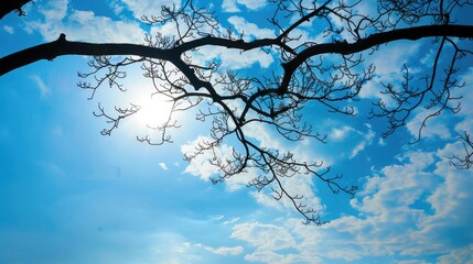 Poster - Silhouette of a tree branch against a stunning blue sky