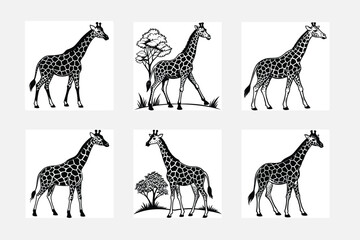 set of giraffe