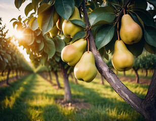 Wall Mural - Sweet and appetising pears in a sunny orchard, Słodkie i apetyczne gruszki w słonecznym sadzie