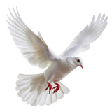 White dove isolated on transparent background