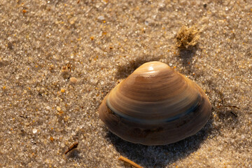 This small seashell lay among the brown grains of sand. The shell belongs to a clam and has pretty blue bands mixed in. The little clear pebbles are almost sparkling in the sun.