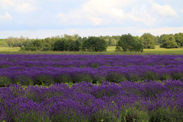 Landscape with blooming colorful lavenda