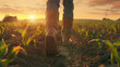 © VK Studio - A farmer walks through a young cornfield at sunset, with sunlight casting a golden glow on the crops and earth, embodying rural tranquillity and hard work.
