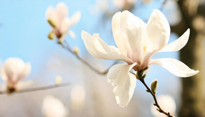 White Star Magnolia Stellata Blossoms in Early Spring Against a Sunny Blue Sky