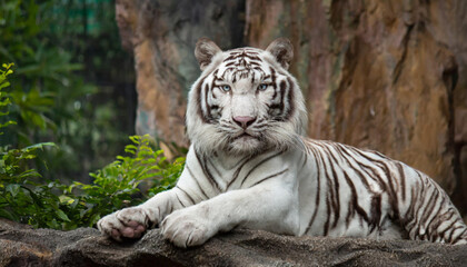 beautiful portrait of a white tiger