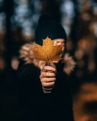 Canvas Print - Close-up shot of a hand holding a yellow autumn maple leaf with a blurred background