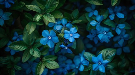 Wall Mural - Vibrant blue blossoms bloom in the springtime