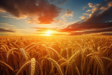 Wall Mural - Beautiful sunset view over a ripe wheat field with a vibrant sky