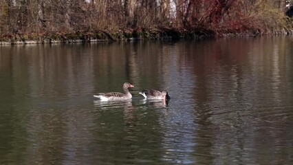 Wall Mural - The greylag goose, Anser anser is a species of large goose in the waterfowl family Anatidae and the type species of the genus Anser.