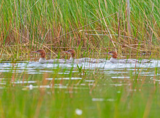 Wall Mural - Mergansers Swimming Through the Grasses