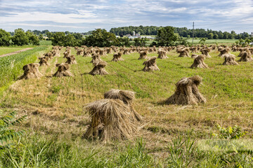 Sticker - Grain Shocks in mid summer in rural farm field