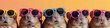 © Elena - Bright post photo of little hamsters in a row in bright sunglasses against a wall,, concept of summer time and vacation, friendship and cute pets, chill vibe
