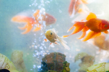 goldfish in aquarium