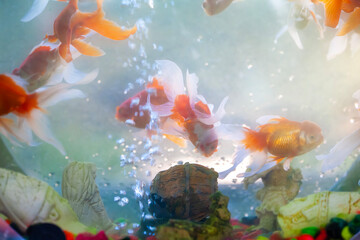 goldfish in aquarium