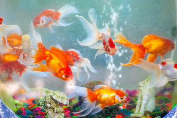 goldfish in aquarium