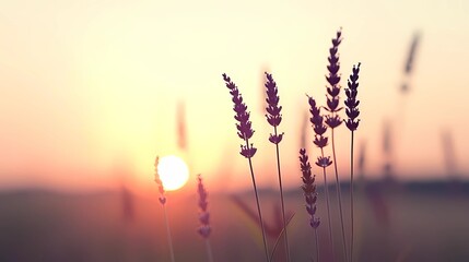 Sticker - lavender field at sunset