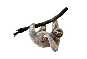 Wall Mural - sloth, animal of costa rica on white background, isolated, funny animal hanging on tree branch scrat