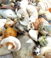 colorful sea shells