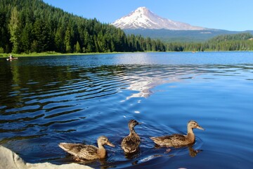 ducks in the lake