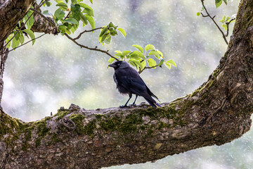 Wall Mural - Jackdaw sheltering from the rain.