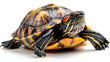 © solom - Turtle with black and yellow stripes on a white background, photographed in a photo studio with natural light and in sharp focus at high resolution.