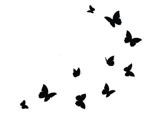 Wall Mural - black pink butterfly on white background	